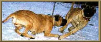  Это Понтий и Абигаль. Нажмите на картинку и Вы попадёте на Сайт http://www.mtu-net.ru/bullmastiff , с которого скопирована эта фотография