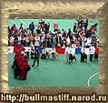 Конкурс питомников. На ринге  в левом углу известный питомник Инны Ильичёвой  BULLSTIFF-NOSTRA 