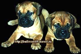Вита и Буняша - щенки от Нюси и Зандо (помёт 2002 года)