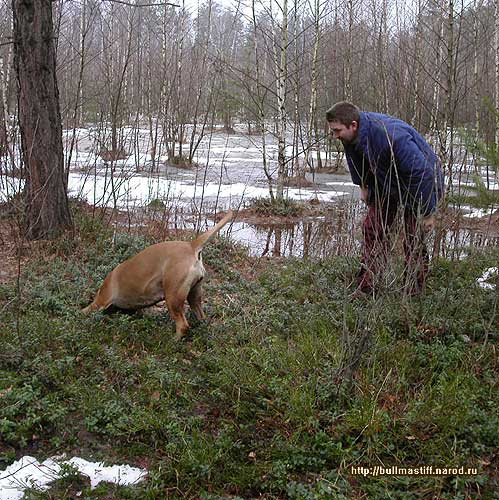 Бульмастиф Нюся ранней весной 2004