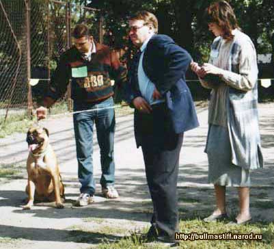 Бульмастиф Нюся - фотографии с выставки